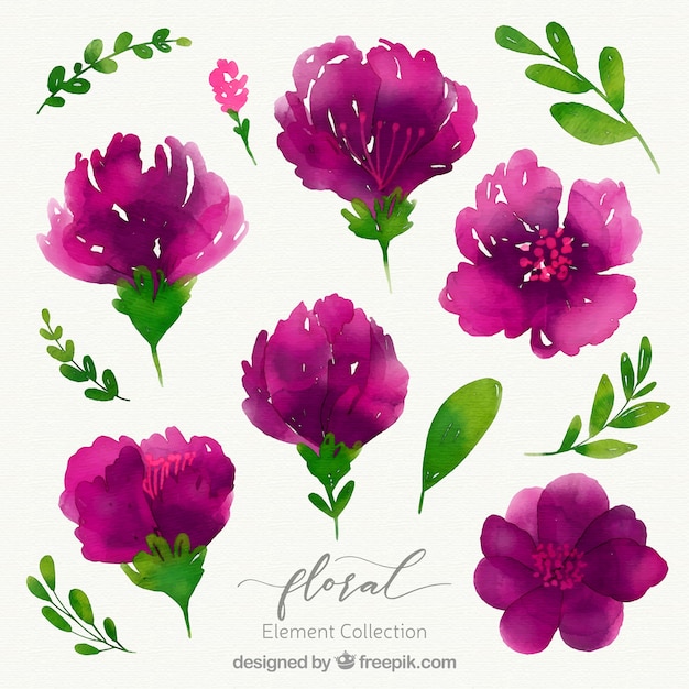 Vector gratuito colección de elementos florales en acuarela