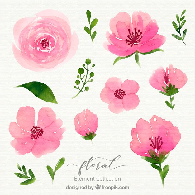 Colección de elementos florales en acuarela
