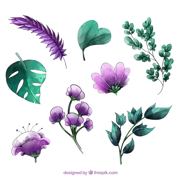 Vector gratuito colección de elementos florales de acuarela