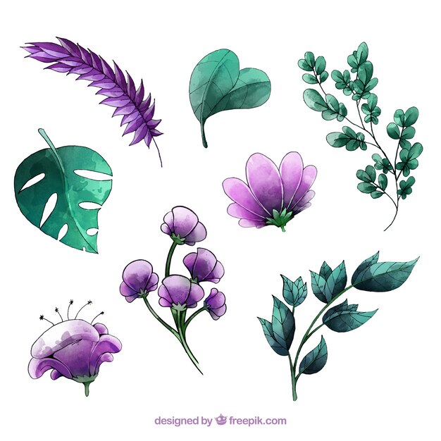 Colección de elementos florales en acuarela