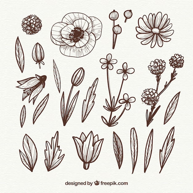 Vector gratuito colección de elementos florales con especies diferentes