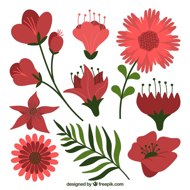 Colección de elementos florales con especies diferentes
