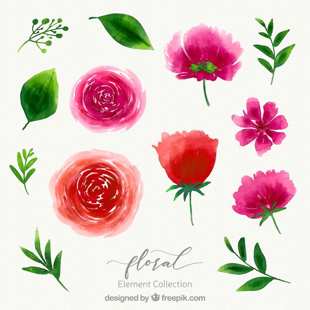 Colección de elementos florales