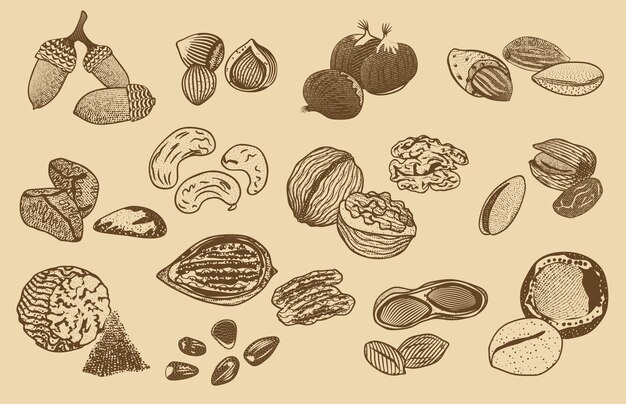 Colección de elementos de frutos secos orgánicos naturales