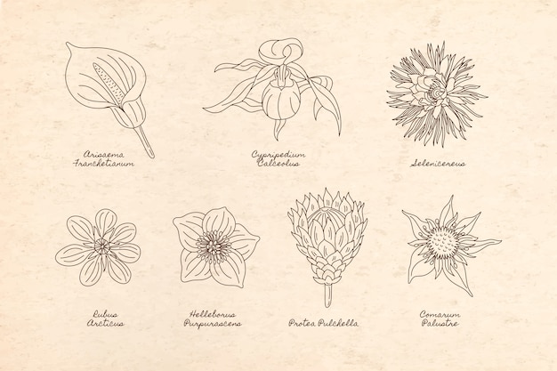 Colección de elementos del jardín botánico.