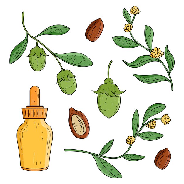 Colección de elementos de jojoba dibujados a mano realistas