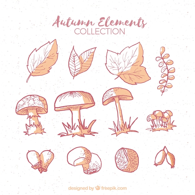 Colección de elementos naturales otoñales y setas