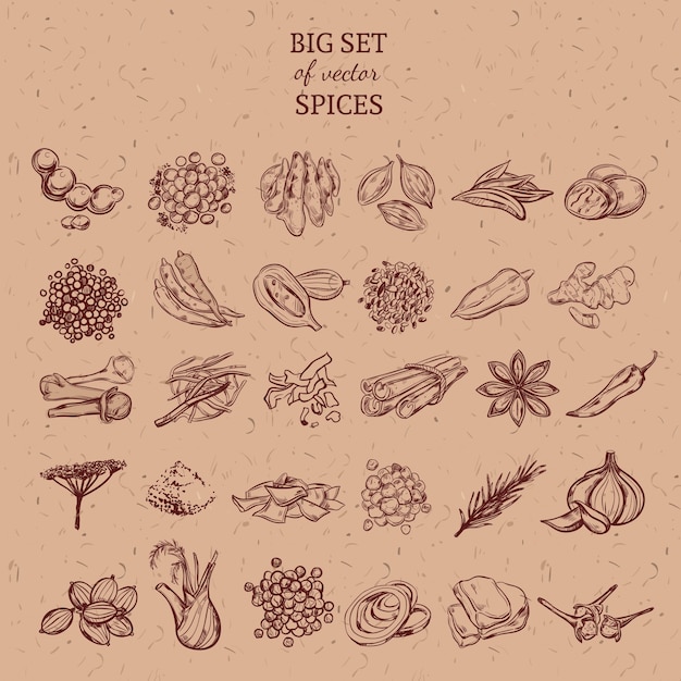 Colección de especias y hierbas naturales