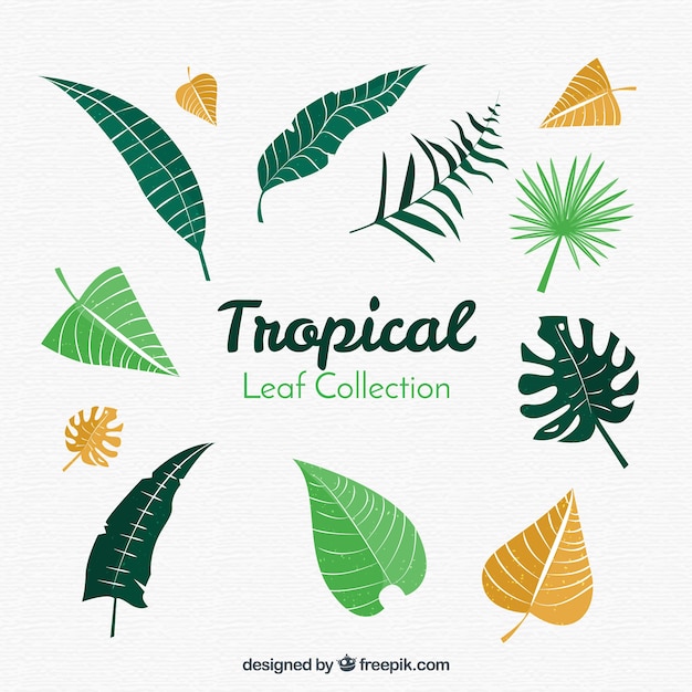 Vector gratuito colección exótica de hojas tropicales con diseño plano