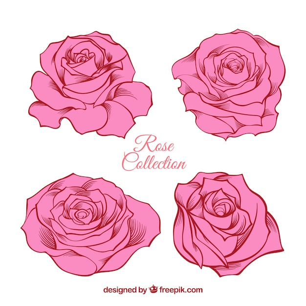 Colección fantástica de rosas dibujadas a mano