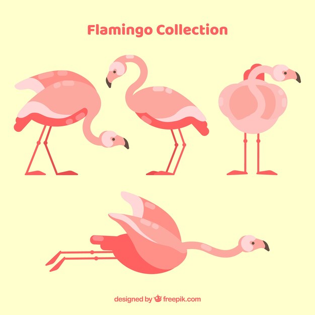 Colección de flamencos planos en diferentes posturas