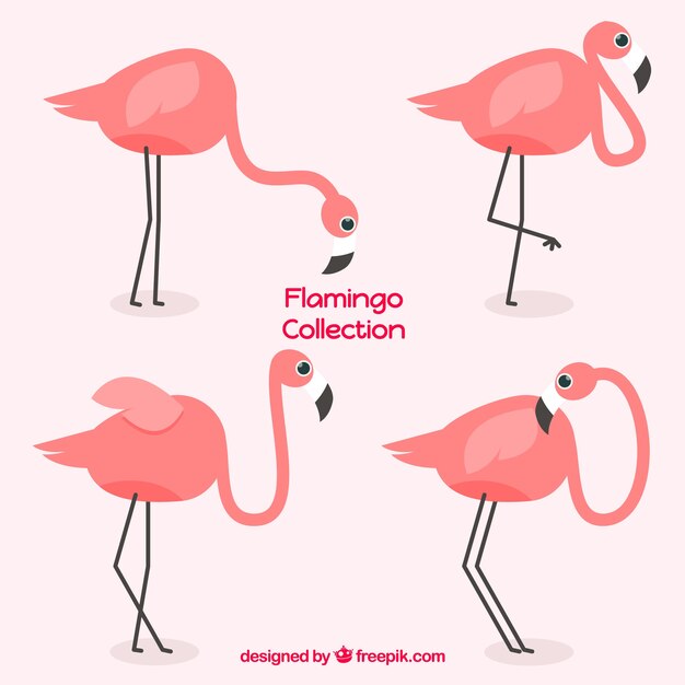 Colección de flamencos planos en diferentes posturas
