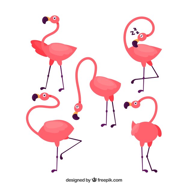 Colección de flamencos planos en diferentes posturas