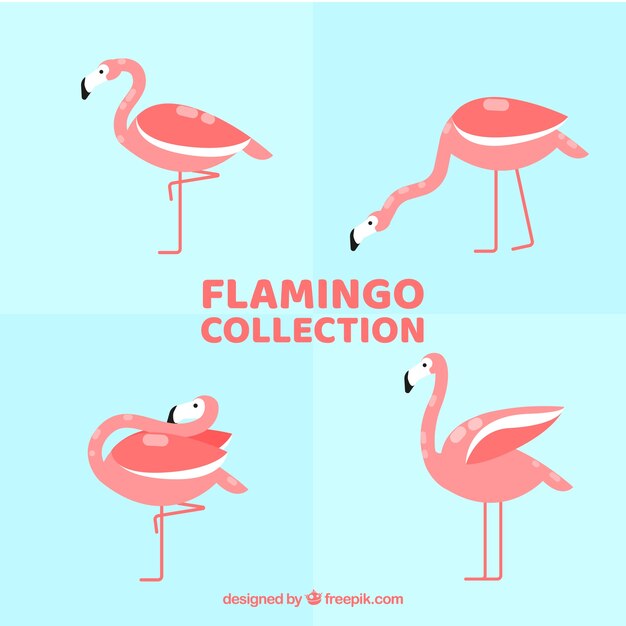 Colección de flamencos planos en diferentes posturas