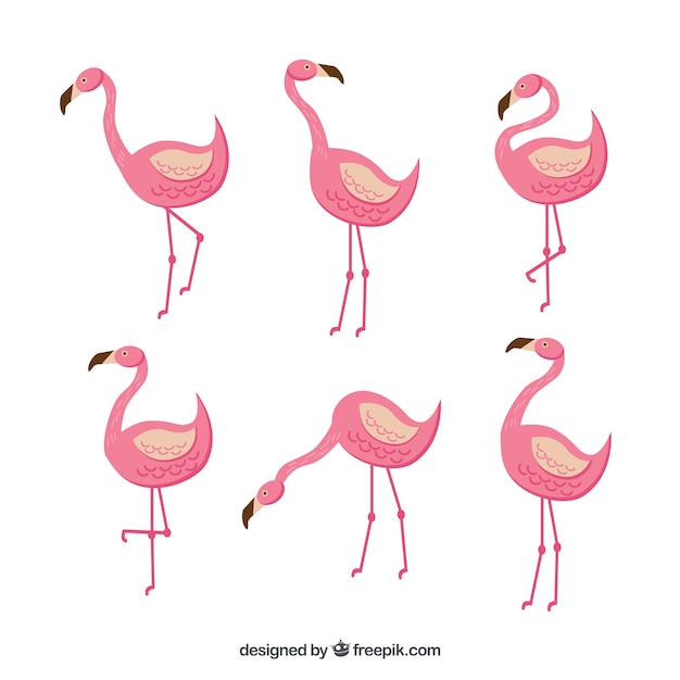 Colección de flamencos planos en diferentes posturas