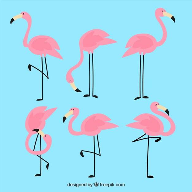 Colección de flamencos planos en poses diferentes