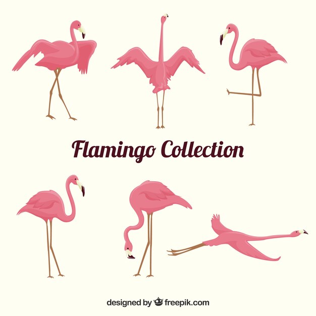Colección de flamencos planos en poses diferentes