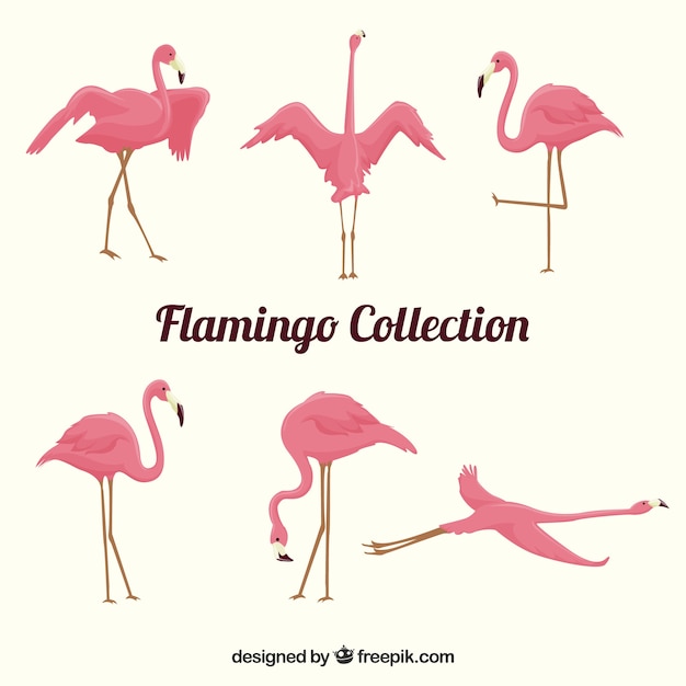 Colección de flamencos planos en poses diferentes