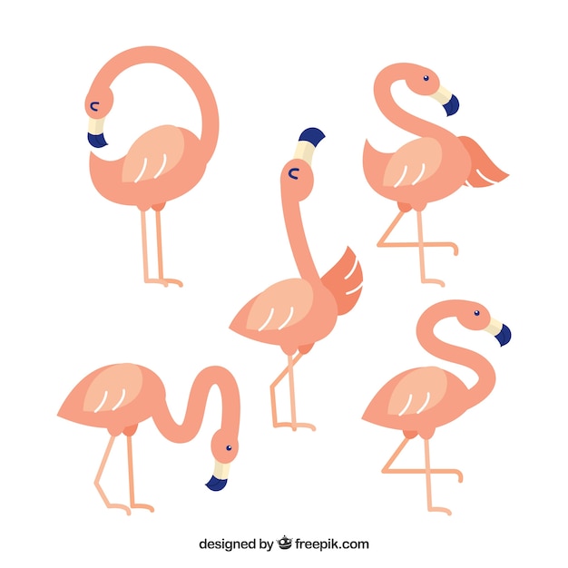 Colección de flamencos planos en poses diferentes