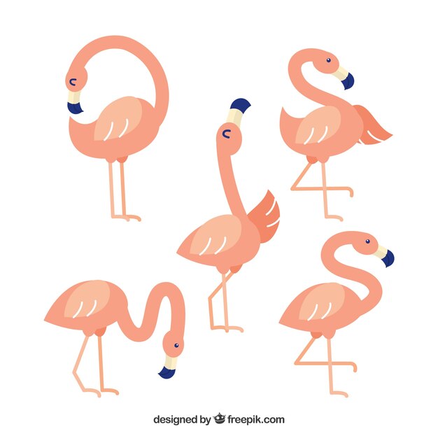 Colección de flamencos planos en poses diferentes