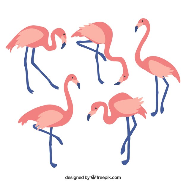 Colección de flamencos planos en poses diferentes