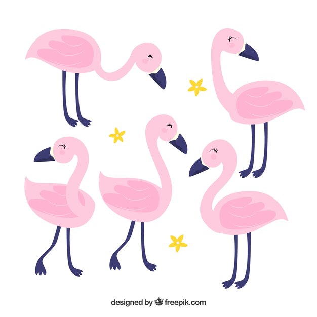 Colección de flamencos planos en poses diferentes