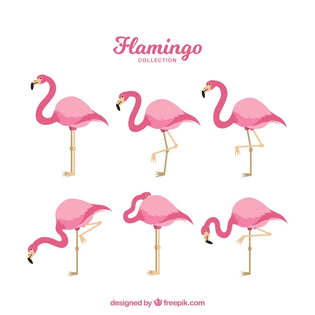 Colección de flamencos planos en poses diferentes