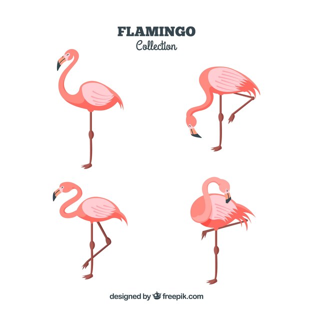 Colección de flamencos planos en poses diferentes