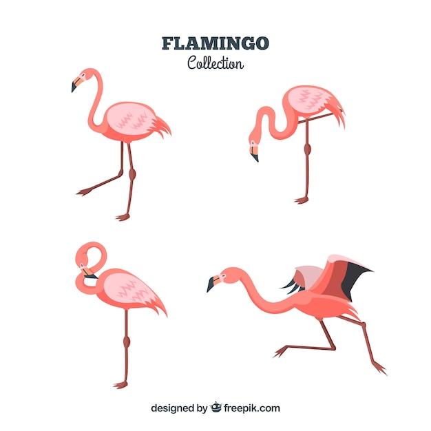 Vector gratuito colección de flamencos planos en poses diferentes