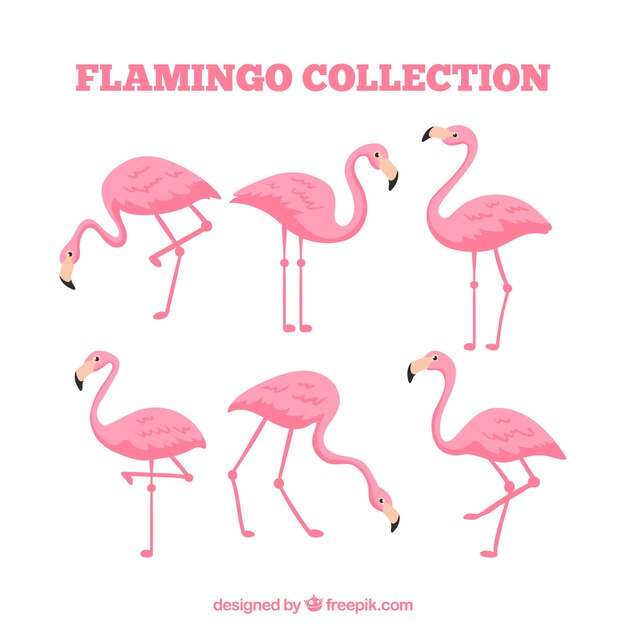 Colección de flamencos planos en poses diferentes