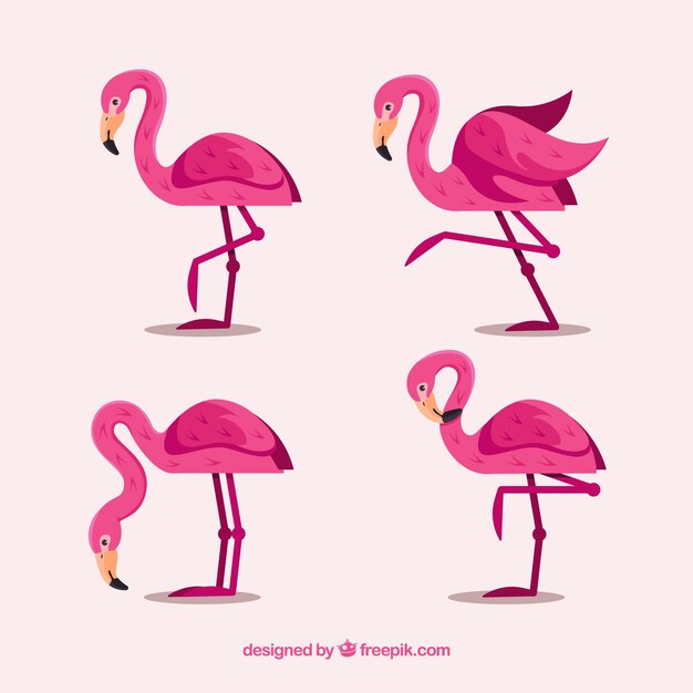Colección de flamencos planos en poses diferentes