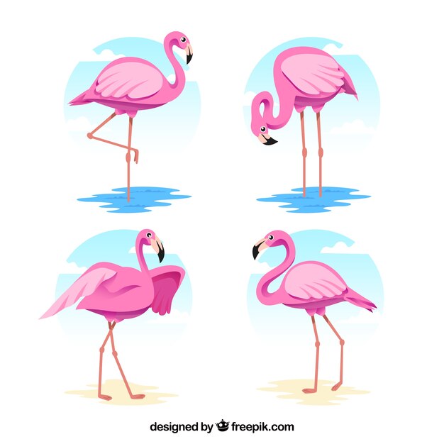 Colección de flamencos planos en poses diferentes