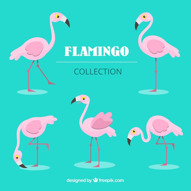 Colección de flamencos planos en poses diferentes