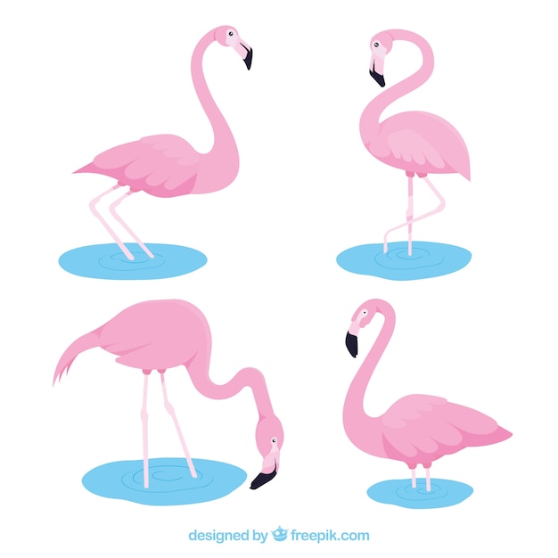 Vector gratuito colección de flamencos planos en poses diferentes