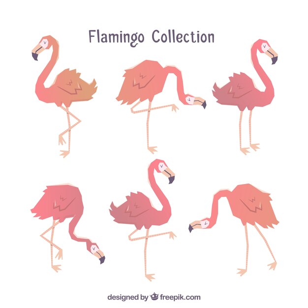 Colección de flamencos planos en poses diferentes