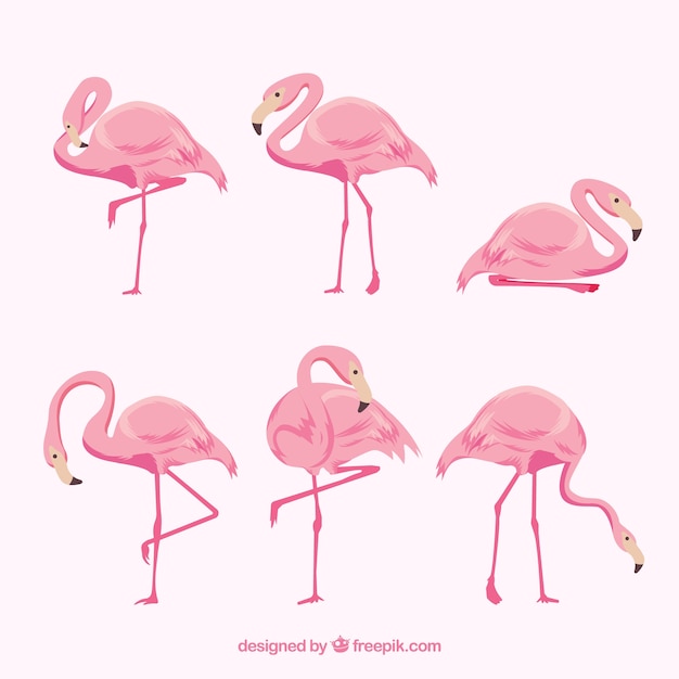 Colección de flamencos planos en poses diferentes