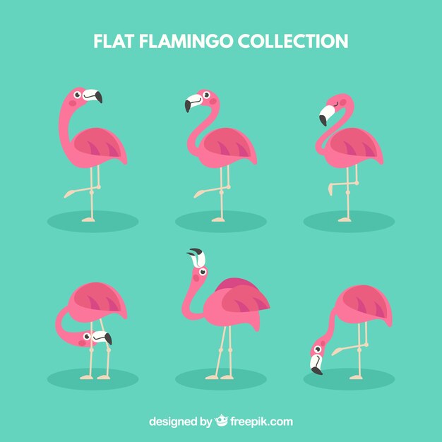 Colección de flamencos con poses diferentes
