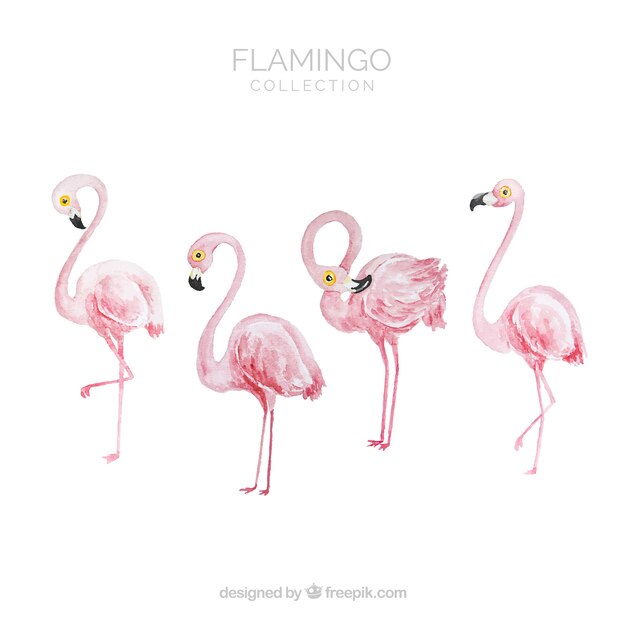 Colección de flamencos con posturas diferentes en estilo acuarela 