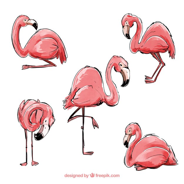 Colección de flamencos con posturas diferentes en estilo acuarela 