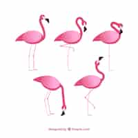 Vector gratuito colección de flamencos con posturas diferentes en estilo plano