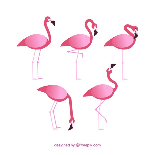 Colección de flamencos con posturas diferentes en estilo plano