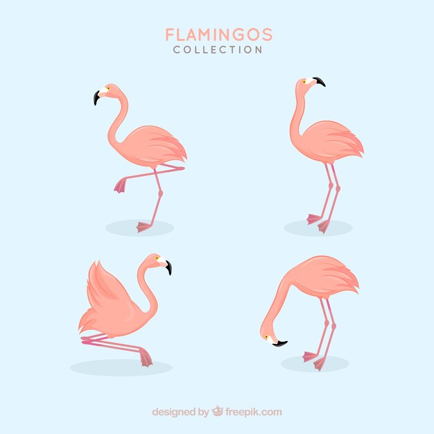 Colección de flamencos con posturas diferentes en estilo plano