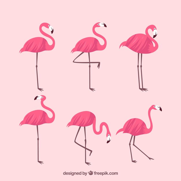 Colección de flamencos con posturas diferentes en estilo plano
