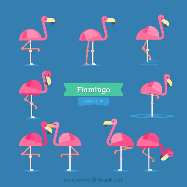 Colección de flamencos con posturas diferentes en estilo plano