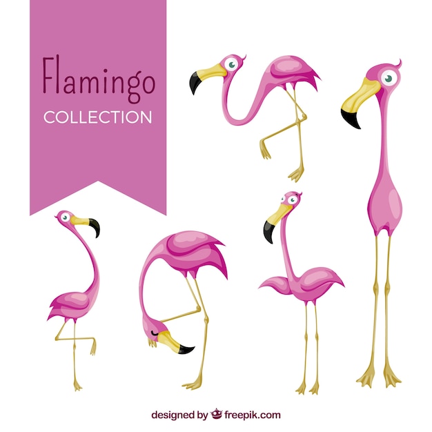 Vector gratuito colección de flamencos con posturas diferentes en estilo plano