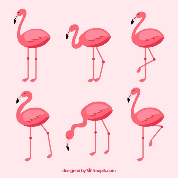 Colección de flamencos con posturas diferentes en estilo plano