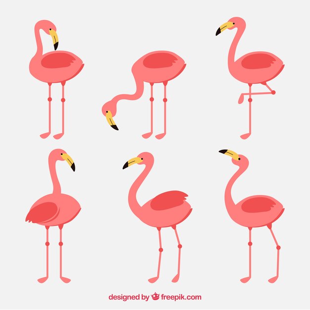 Colección de flamencos con posturas diferentes en estilo plano