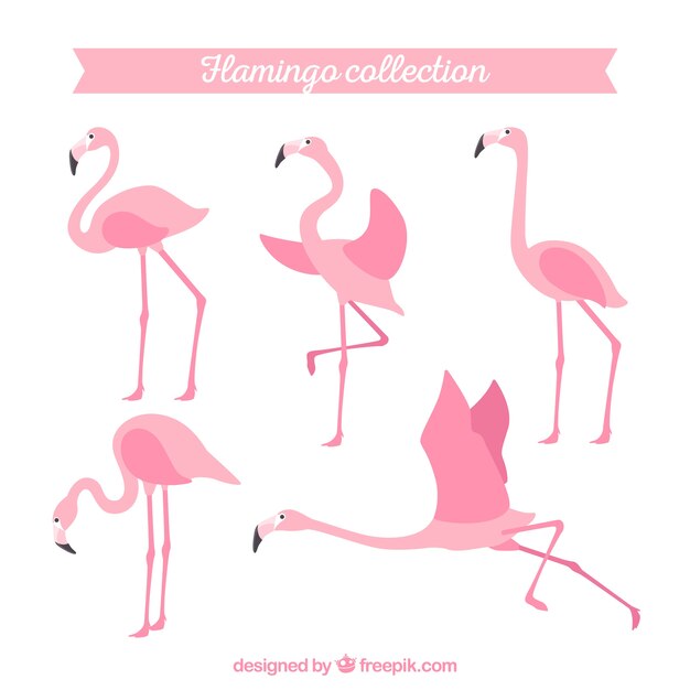 Colección de flamencos con posturas diferentes en estilo plano