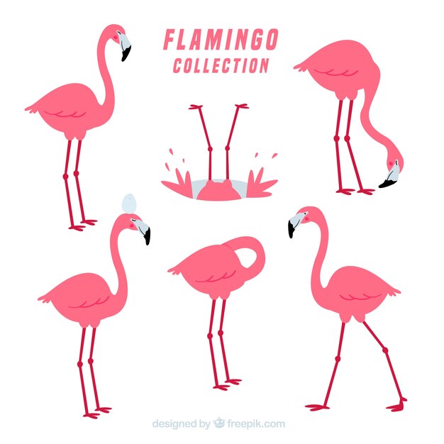 Colección de flamencos con posturas diferentes en estilo plano
