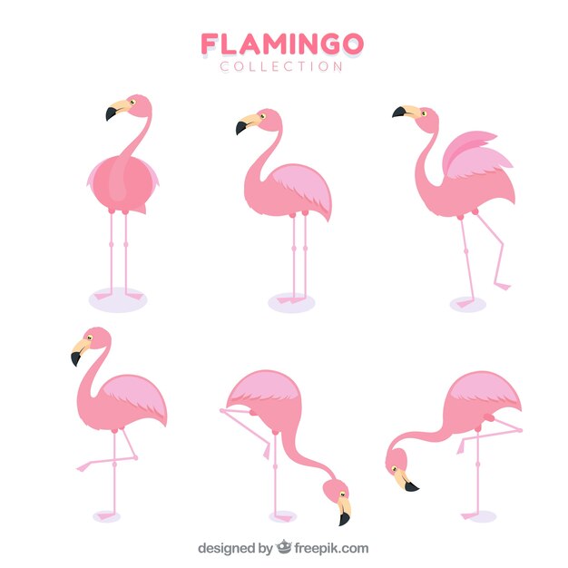 Colección de flamencos con posturas diferentes en estilo plano